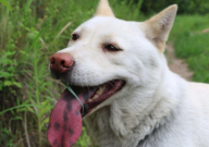 中华田园犬好养吗(优点)