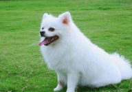 博美犬吐了是怎么回事(治疗方法)