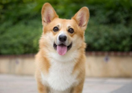 宠物狗柯基犬多少钱一只(幼犬)