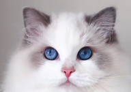 布偶不吃猫粮怎么办(6个方法)