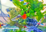 孔雀鱼鱼缸里养什么植物好（水草）