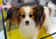 蝴蝶犬适合家养吗(好养吗)