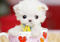 茶杯犬拉肚子吃什么药(在家里怎么止泻)