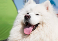 萨摩耶是烈性犬吗（算不算）