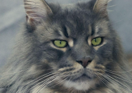 缅因猫温顺吗（好养吗）