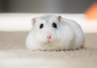 仓鼠可以过地铁安检吗(现在)