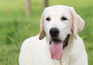 拉布拉多可以吃梨吗（怎么吃）