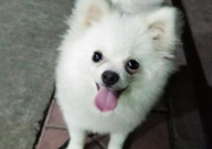 比熊犬博美犬区别(有啥)