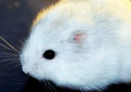 仓鼠能吃米粒吗(怎么喂)