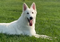 白色德国牧羊犬多少钱(一只)