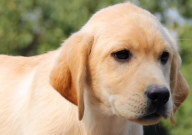 拉布拉多抗冻吗（多少度）