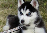 哈士奇拉稀了怎么办（吃什么药）