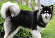 养阿拉斯加的血泪史(十大忠告)