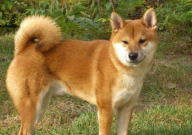 5个月狗吃成犬狗粮有啥后果(会怎么样)