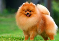 博美犬嘴尖好还是嘴短好(好养)