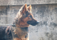 德国牧羊犬多少钱一只纯种（幼犬）