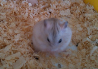 仓鼠可以用豆腐猫砂吗(为什么)