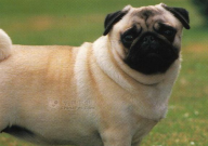养巴哥犬要注意什么(事项)