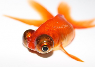 属鼠的人适合养什么宠物(最旺)