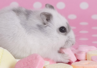 仓鼠紧张的表现(有哪些)