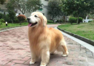 金毛吃生鸡蛋好吗(可以吗)