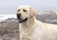 大型宠物犬有哪些(品种大全)