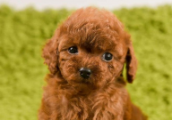 泰迪换狗粮拉稀怎么办（是什么原因）