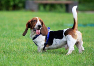 埋葬宠物有什么讲究(需要注意什么)