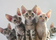 德文卷毛猫什么颜色最贵（色系）