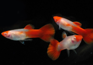 孔雀鱼一般什么时间生(晚上生吗)