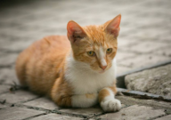 宠物猫吐白色泡沫是怎么回事(原因)