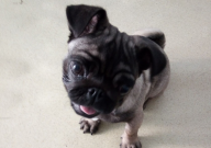 巴哥犬眼睛有白膜怎么办(会自动好吗)