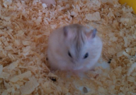 仓鼠可以用树枝磨牙吗(为什么)