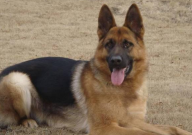 德国牧羊犬属于大型犬吗(还是中型犬)