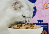 刚吃完猫粮就吐了怎么回事(应对措施)