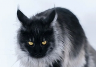 缅甸猫与缅因猫的区别(是什么)