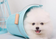 茶杯犬是怎么做出来的（培养）