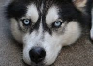 哈士奇能吃土豆吗（为什么）