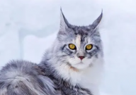 缅因猫纯黑色二万贵吗（多少钱一只）