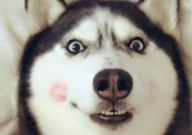 哈士奇几个月可以配种（合适）