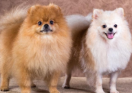 博美犬和银狐犬的区别（在哪里）