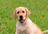 拉布拉多冬季能在室外养吗（户外过冬）