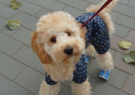 贵宾犬最大能长多大(体重)