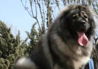 高加索犬会咬主人吗(为什么)