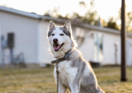 哈士奇打得过土狗吗（能打过谁）