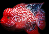 罗汉鱼有几个品种（介绍）