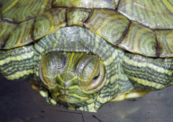 巴西龟冬眠可以叫醒吗(能吗)