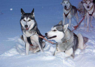 哈士奇可以吃香蕉吗（为什么）