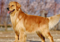 金毛犬吃什么食物最好(除狗粮外)