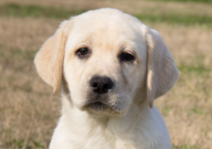 拉布拉多可以吃冬瓜吗（有毒吗）